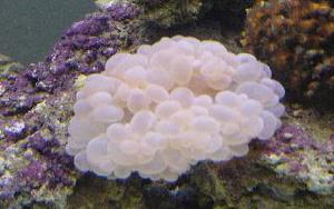 bubble coral
