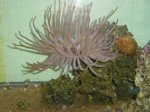 condylactis Anemone