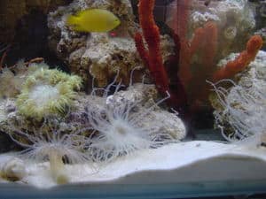 curly cue anemone