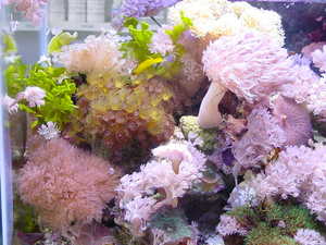 nano tank 15 gallons