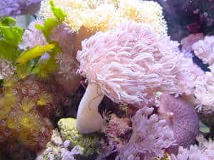 pom pom xenia 