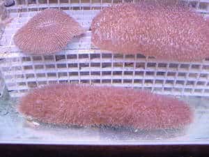 slipper coral