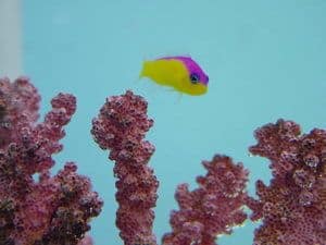 dottyback fish
