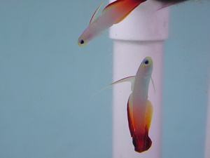 fire fish aka fire goby
