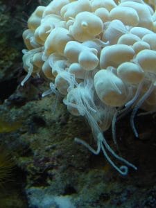 bubbble coral witth sweeper tentacles