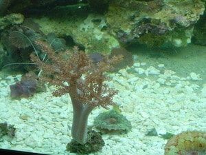 kenya tree limnalia coral