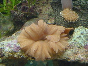 cabbage coral