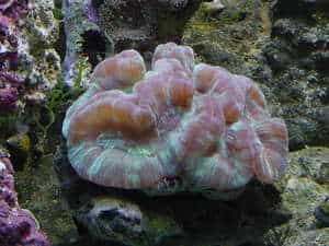 live open brain coral