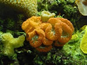 Live coral type lps coral blastomussa merletti