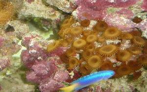 coral polyps with damsel fish