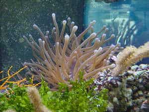 condylactis gigantea anemone with marine macroalgae plant