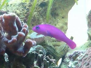 purple pseudochromis aka purple dottyback