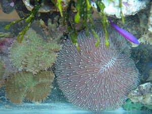 plate coral in reef tank