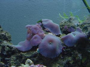 blue mushroom corals on live rock