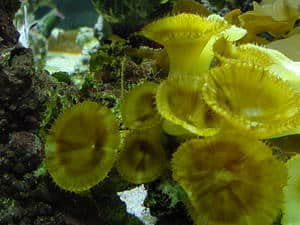large cinnamon polyps