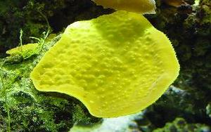live aquarium coral bright yellow