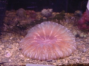 meat coralor acanthophyllia