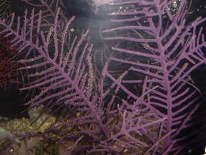 purple gorgonian