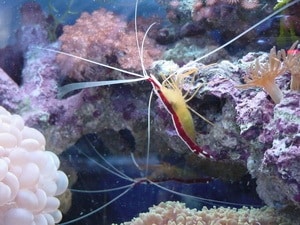 skunk cleaner shrimp in reef tank