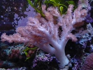 Soft coral type: colt coral in reef aquarium