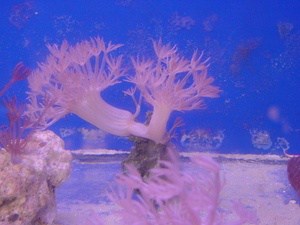 pulsing xenia coral