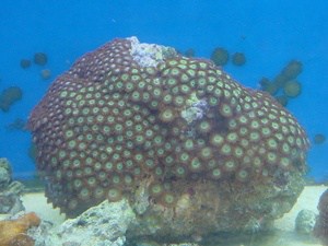 button polyp coral