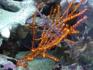 gorgonian coral yellow