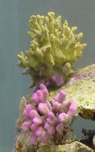 coral sps in small reef tank