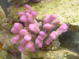small polyp stony coral in small reef tank