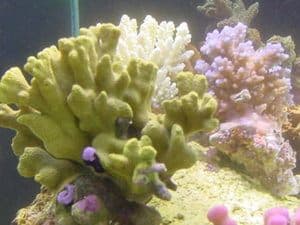 yellow small polyp stony coral in nano reef tank