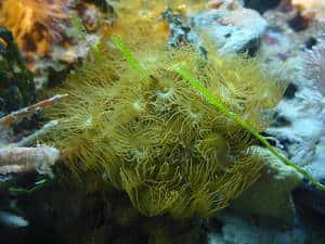 coral polyp in nano reef tank