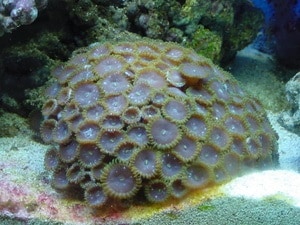 polyp coral colony