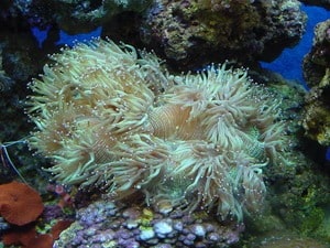 elegance coral in reef tank