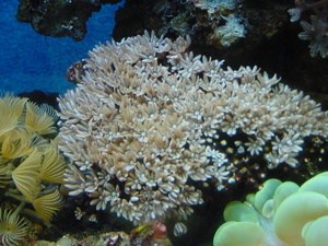 pipe organ coral