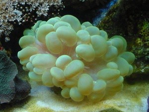 green bubble coral