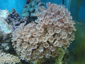 clove polyps