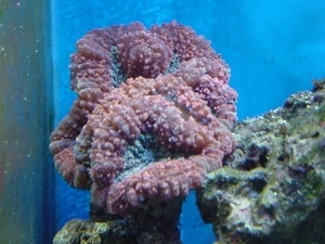 large coral polyps known as blastomussa