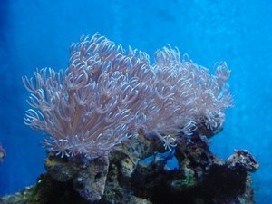 silver tip pulsing xenia coral in reef tank