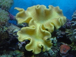 large yellow fiji leather coral