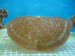 giant elephant ear mushroom coral