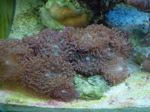 brown mushroom corals