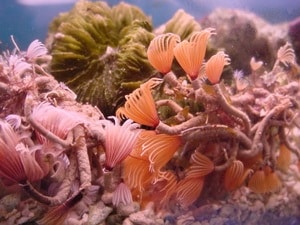 cluster duster worms in reef tank