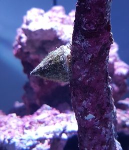Astrea snail 