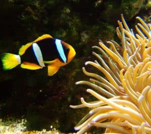 Clarkii clown fish in saltwater aquarium with anemone