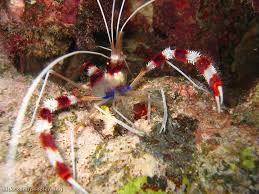 Coral Banded Shrimp