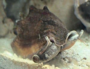 fighting conch