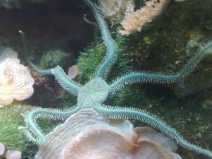 Green brittle star