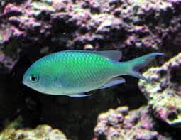 Green chromis Chromis viridis common saltwater aquarium fish