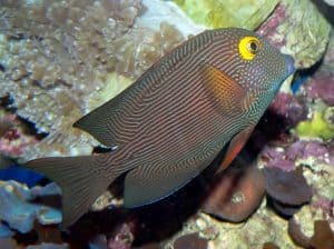 Kole or Yellow eye tang