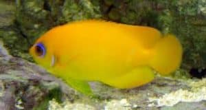 Lemonpeel Angelfish (Centropyge flavissimus)